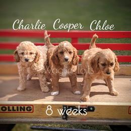 Bernedoodle and Cavapoo Puppies from Wag'in Tails