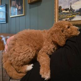 Monty - Red  male Goldendoodle puppy in Tyrone, Georgia from Whisper Wood Creek