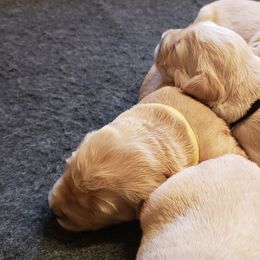 Golden Retriever Puppies from KM Golden Retrievers