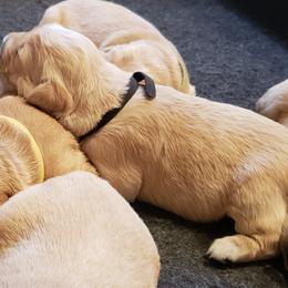 Golden Retriever Puppies from KM Golden Retrievers