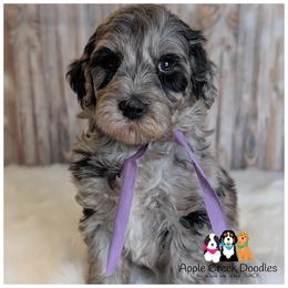 Dazzle - - Merle female Goldendoodle puppy in Jeddo, Michigan from Apple Creek Doodles
