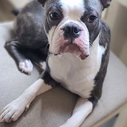 Boston Terriers from TC's Boston Terriers of SWFL