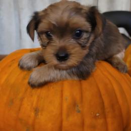 Girl 2 - Chocolate, tan and white female Yorkshire Terrier puppy in Adams, North Dakota from Mathiasons Little Barkers