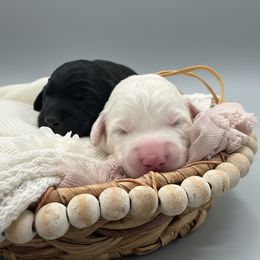 Yellow collar female - Black and white female Sheepadoodle puppy in Mesa, Arizona from Desert Sheepies and Doodles