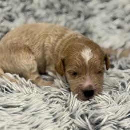 Bailey - Apricot male Goldendoodle puppy in Ambrose, Georgia from Brandilyn's Aussies