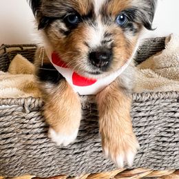 Miniature Australian Shepherd and Toy Australian Shepherd Puppies from Columbia Coast Toy & Mini Aussies