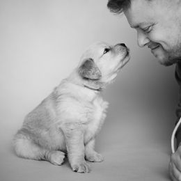 Golden Retriever Puppies from SmallTown Golden Retrievers