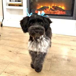 Winnie - Miniature Schnauzer