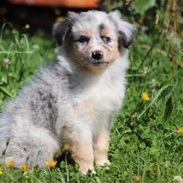 Bmf2 - Blue merle female Australian Shepherd puppy in Chehalis, Washington from Wandering Acres Ranch