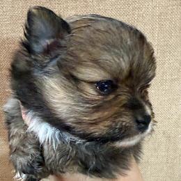 Boy 3 - male Pomeranian puppy in Port Angeles, Washington from Pacific Northwest Pomeranians