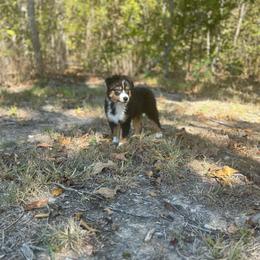 Pink collar girl - Black tri-color female Australian Shepherd puppy in Hartville, Missouri from Stamper K9’s