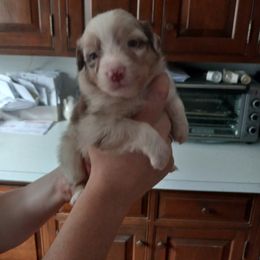 Australian Shepherd Puppies from Melick Kennels