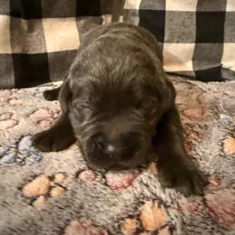 Red- Charcoal - Charcoal male Dilute Retriever puppy in Marion, Illinois from Summer Lovin’ Labradors of Southern Illinois