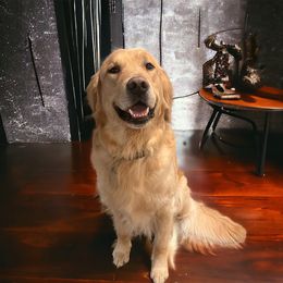 Sully - Golden Retriever