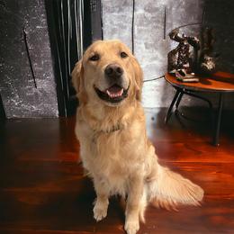 Sully - Golden Retriever