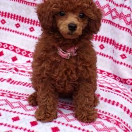 Mindy - Red  female Poodle puppy in Hurricane Mills, Tennessee from Scenic Hills Kennels
