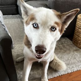 Kilo - Siberian Husky
