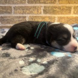 Reserved for kiara - Black and tan male Pembroke Welsh Corgi puppy in Mcarthur, Ohio from Bentley Corgis LLC