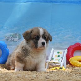 Yellow Collar - Red Pembroke Welsh Corgi puppy in Terrell, Texas from Lily's Pembroke Welsh Corgis