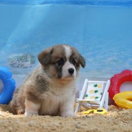 Yellow Collar - Red Pembroke Welsh Corgi puppy in Terrell, Texas from Lily's Pembroke Welsh Corgis