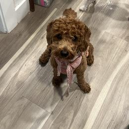Mira - Goldendoodle