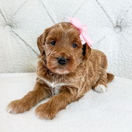 Acadia - Red  female Goldendoodle puppy in Sterling, Illinois from Charley's Goldendoodles