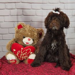 Girl 2 - Chocolate Goldendoodle puppy in Nibley, Utah from Angel Breed Solutions