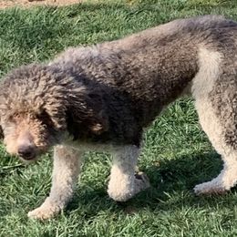 Goldendoodles and Labradoodles from Golden Buttes Doodles