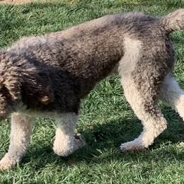 Goldendoodles and Labradoodles from Golden Buttes Doodles