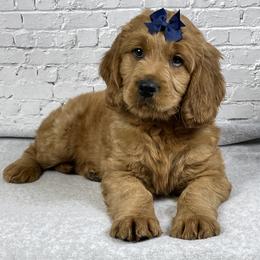 Boy 2 - male Goldendoodle puppy in Millersburg, Ohio from Ohio Puppy Paws