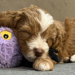 Goldendoodle Puppies from Griffitts Doodles