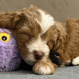 Goldendoodle Puppies from Griffitts Doodles