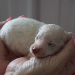Snow White - Blue Girl - White female Miniature Schnauzer puppy in Oneonta, Alabama from Murphree Valley Kennels