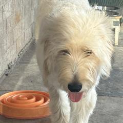Black - Cream Double Doodle puppy in San Juan, Texas from Cash & June’s Double Doodles