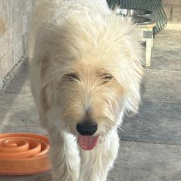 Black - Cream Double Doodle puppy in San Juan, Texas from Cash & June’s Double Doodles