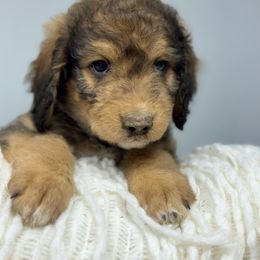 Bear - Cafe au lait male Double Doodle puppy in Lookout, California from Remington Kennels, LLC