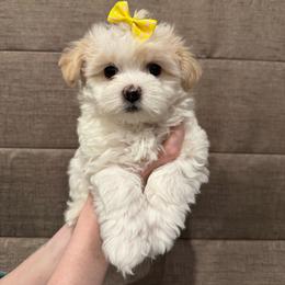 Honey - White and tan female Maltese puppy in Amarillo, Texas from A Town Maltese