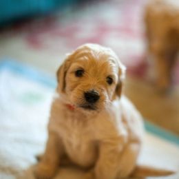 Goldendoodle Puppies from Jennifer's Canines
