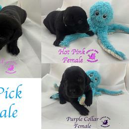 Fourth Pick Female - Black female Labrador Retriever puppy in Greater Houston Area, Texas from Coram Deo Retrievers
