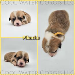 Pikachu - Fawn male Pembroke Welsh Corgi puppy in Kiowa, Colorado from Cool Water Corgis LLC