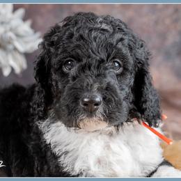 Sloan - Black and tan male Cockapoo puppy in Connersville, Indiana from Deaz Doodle Ranch