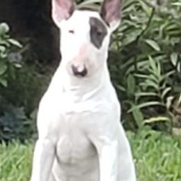 Bull Terriers from Lechmere Bull Terriers