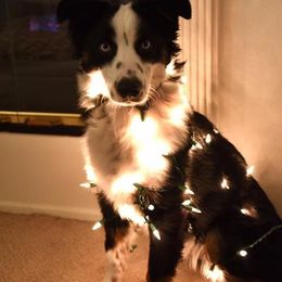 Miniature Australian Shepherd and Toy Australian Shepherd All Grown Up from 2Lazy2P Mini Aussies