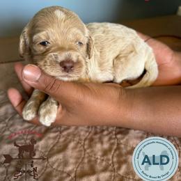 Red Collar Boy - Caramel cream male Australian Labradoodle puppy in Hagerstown, Maryland from Westfields Labradoodles