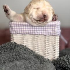 Labrador Retriever Puppies from Tripp Labradors
