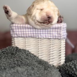 Labrador Retriever Puppies from Tripp Labradors