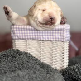 Labrador Retriever Puppies from Tripp Labradors