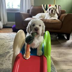 Clumber Spaniel Puppies from Wanderlust Clumber Spaniels