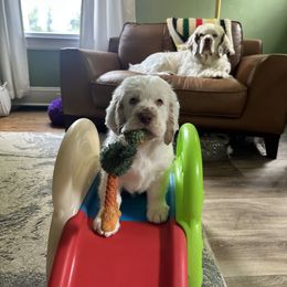 Clumber Spaniel Puppies from Wanderlust Clumber Spaniels
