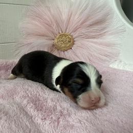 Saga - Black and tan female Pembroke Welsh Corgi puppy in Scottown, Ohio from Wyndy Ridge Corgis